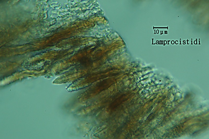 Sicuramente H. juniperi - foto 5852(Peniophora junipericola)